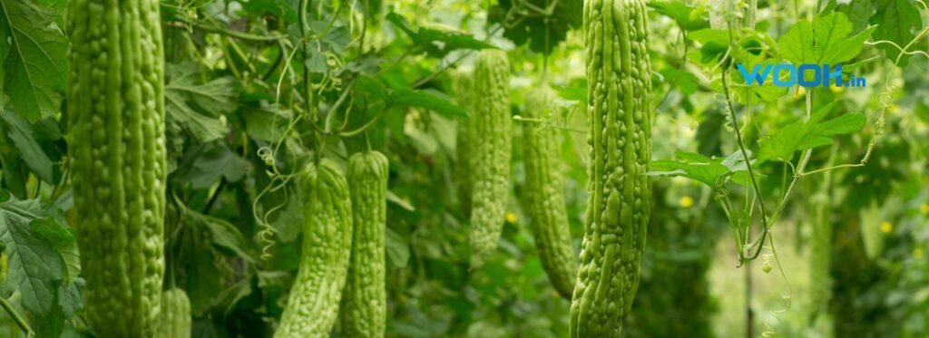 Bitter Gourd health benefits
