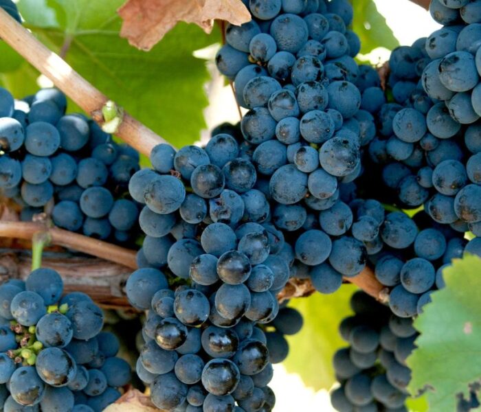 Black Grapes for Anti - Aging Support