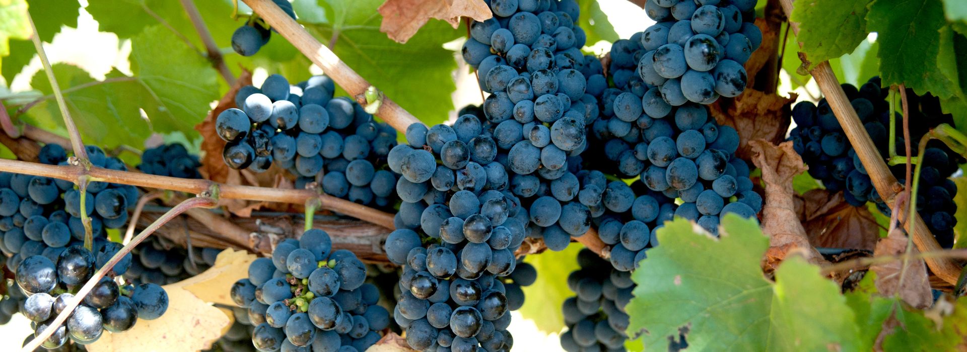 Black Grapes for Anti - Aging Support